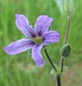 Erodium ciconium